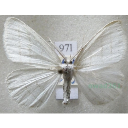 Cabera pusaria (Linnaeus, 1758) Ciemnokres wierzbowiec Czech97l